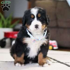 Cash, Bernese Mountain Dog Puppy